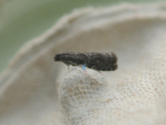 Grapholita funebrana