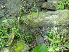 Orbilia luteorubella