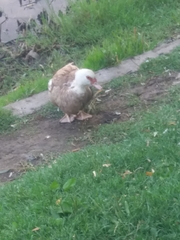 Cairina moschata domestica