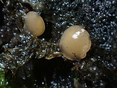 Orbilia luteorubella