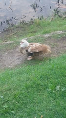 Cairina moschata domestica