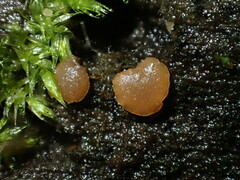 Orbilia luteorubella