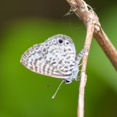 Leptotes cassius theonus