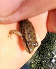 Pelophylax ridibundus