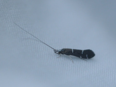 Athripsodes albifrons