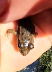 Pelophylax ridibundus