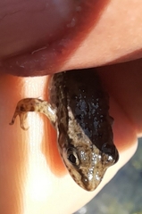 Pelophylax ridibundus