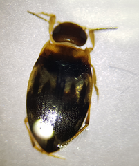 Hydroglyphus geminus