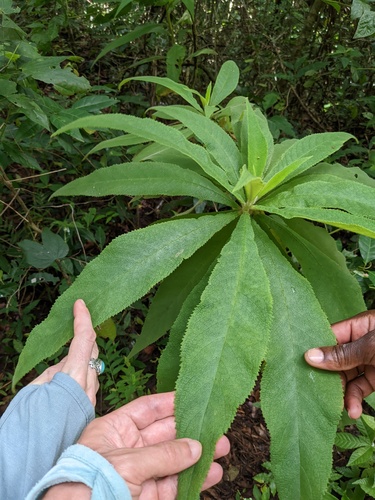 Search-me-heart (Rhytidophyllum tomentosum)