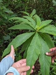 Rhytidophyllum tomentosum