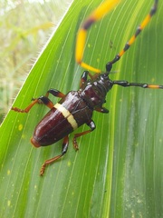 Trachyderes succinctus