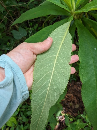 Rhytidophyllum tomentosum, photograph 2