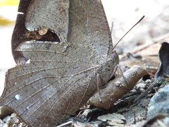 Charaxinae