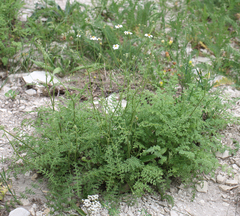 Tanacetum leptophyllum