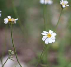 Tanacetum leptophyllum