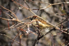 Passer montanus