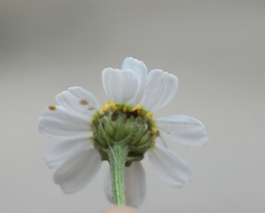 Tanacetum leptophyllum