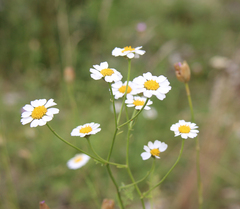 Tanacetum leptophyllum