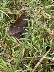 Leptobasis vacillans