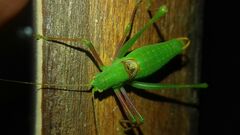 Poecilimon schmidtii