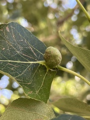 Pemphigus populicaulis