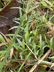 Leptobasis vacillans