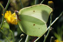 Gonepteryx rhamni