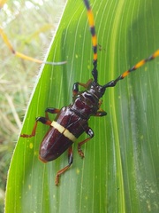 Trachyderes succinctus