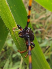 Trachyderes succinctus