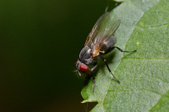 Diptera