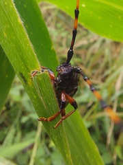 Trachyderes succinctus