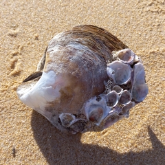 Pinctada capensis