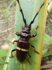 Trachyderes succinctus