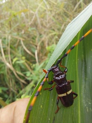 Trachyderes succinctus