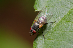 Diptera