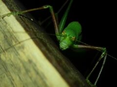 Poecilimon schmidtii