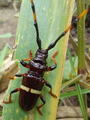 Trachyderes succinctus