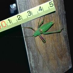 Poecilimon schmidtii