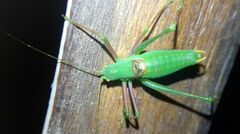 Poecilimon schmidtii