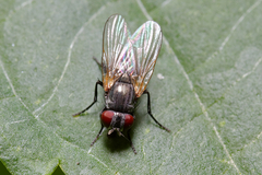 Diptera