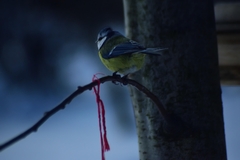 Cyanistes caeruleus
