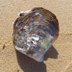Pinctada capensis