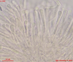 Orbilia luteorubella