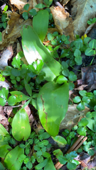 Galearis spectabilis