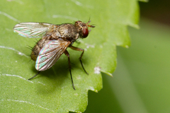Tachinidae