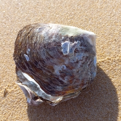 Pinctada capensis