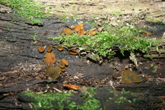 Chlorencoelia versiformis