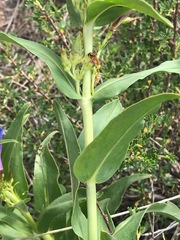Penstemon glaber alpinus