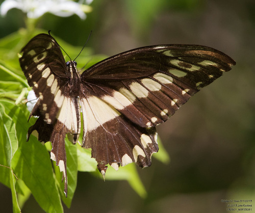 Ornythion Swallowtail photo 3