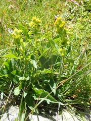Solidago virgaurea minuta